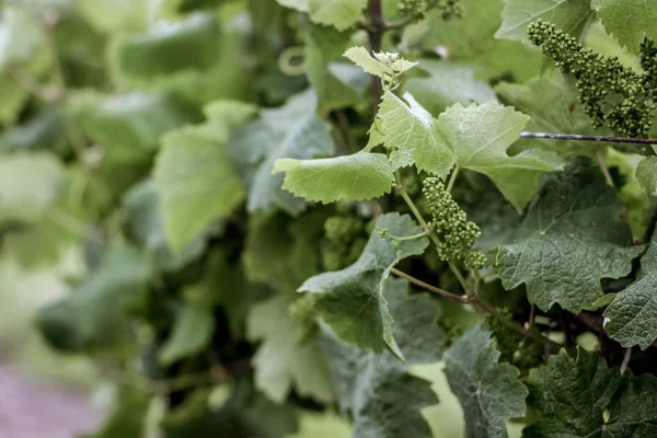 Yaz aylarında Niagara-on-the-göl bir bağ
