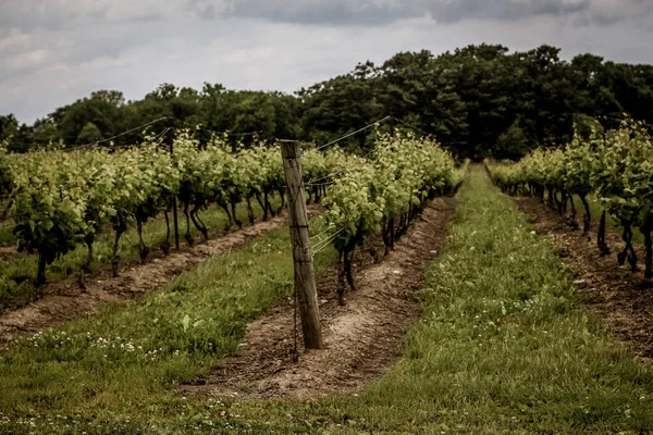 Yaz aylarında Niagara-on-the-göl bir bağ