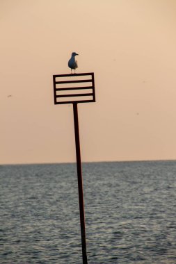 Düşük gelgit bekleyen bir martı