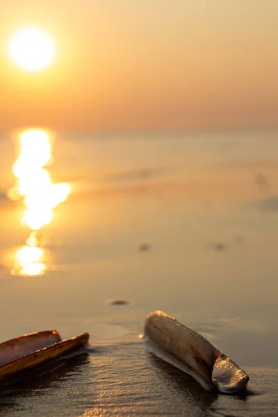 Gün batımında boş jilet balık kabukları