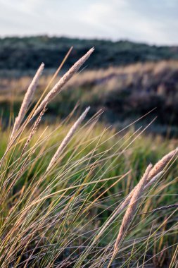 Gün batımında kumulları olan bir manzara