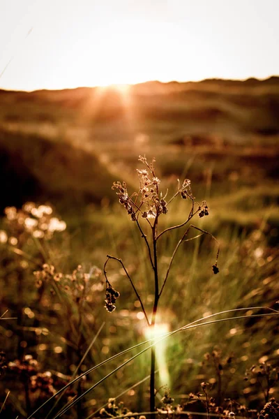 Gün batımında kumulları olan bir manzara