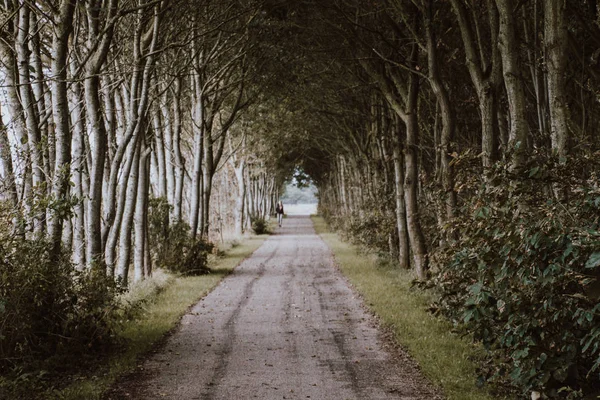 Une ruelle d'arbres envahis à Buren, Ameland — Photo