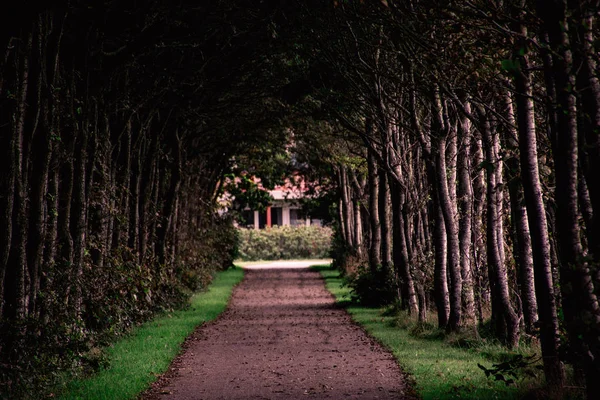 Buren, Ameland'da büyümüş ağaçların bir sokak