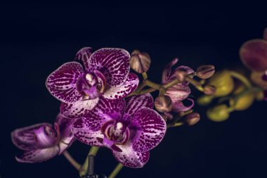 Orchidae koyu arkaplanın önünde çiçek açar
