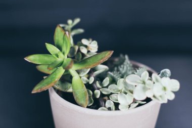 closeup etli bitkiler