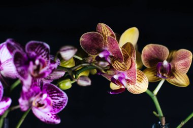 Orchidae koyu arkaplanın önünde çiçek açar