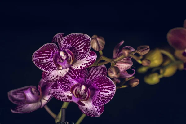 Orkideene blomstrer foran mørk bakgrunn – stockfoto