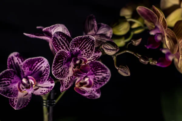 Орхидеи цветут на тёмном фоне — стоковое фото