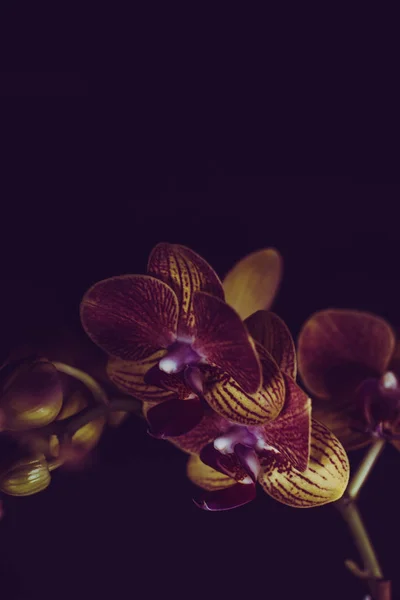 Las orquídeas florecen frente al fondo oscuro Fotos de stock