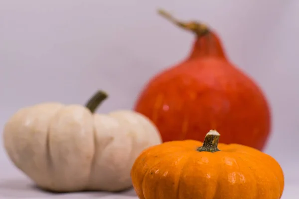 Citrouilles colorées en automne — Photo