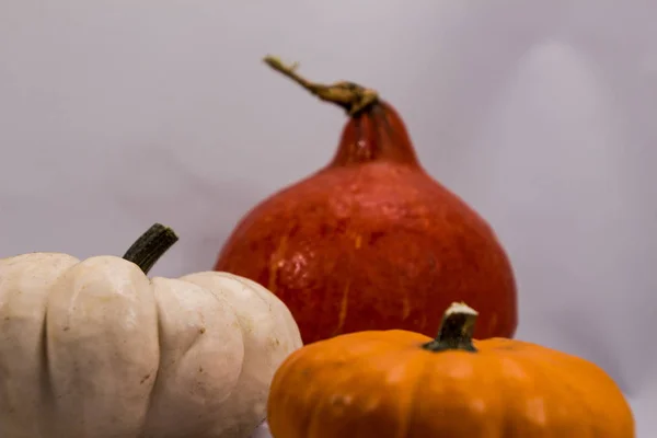 Sonbaharda renkli balkabakları