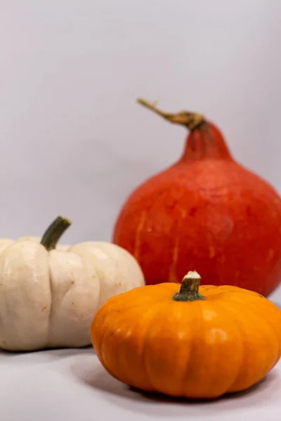 Sonbaharda renkli balkabakları