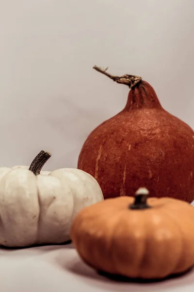 Calabazas coloridas en otoño —  Fotos de Stock