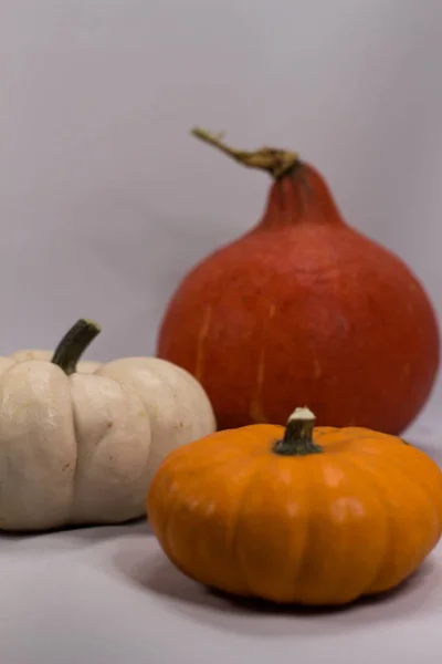 Calabazas coloridas en otoño —  Fotos de Stock