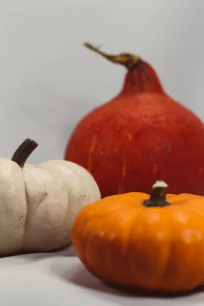 Calabazas coloridas en otoño —  Fotos de Stock