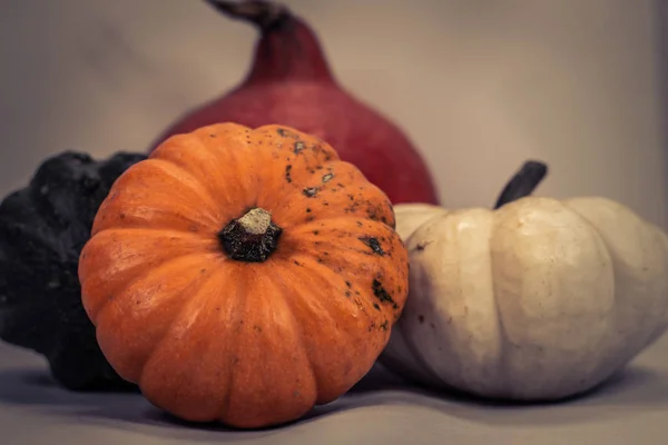 Calabazas coloridas en otoño —  Fotos de Stock