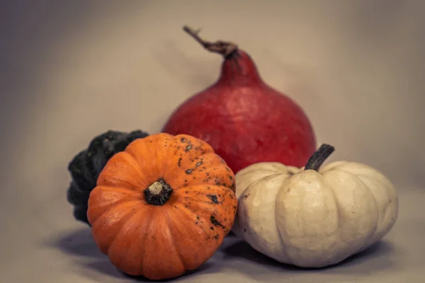 Calabazas coloridas en otoño —  Fotos de Stock