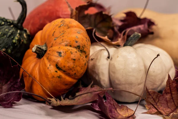 Calabazas coloridas en otoño —  Fotos de Stock