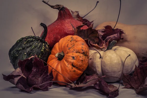 Calabazas coloridas en otoño —  Fotos de Stock