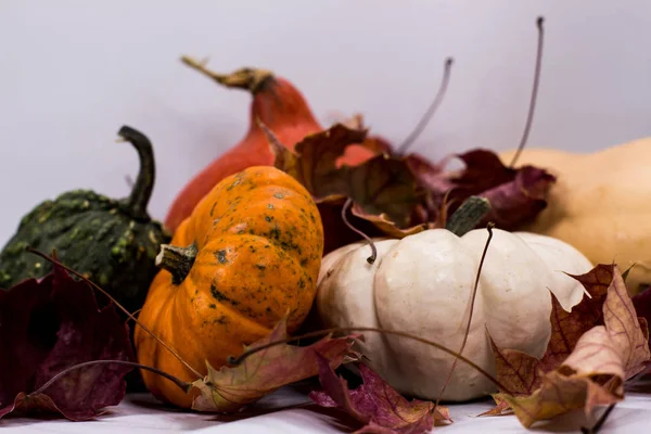 Calabazas coloridas en otoño —  Fotos de Stock