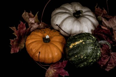 Sonbaharda renkli balkabakları