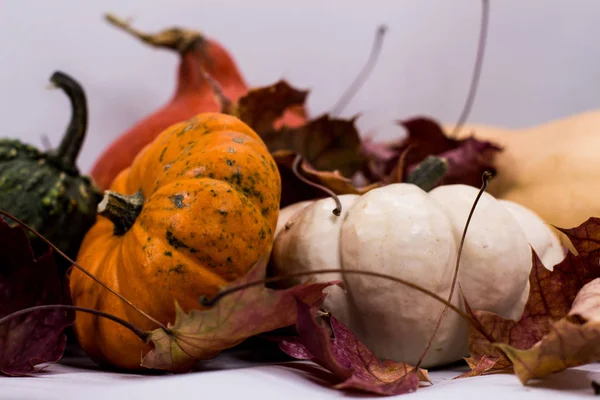 Calabazas coloridas en otoño —  Fotos de Stock