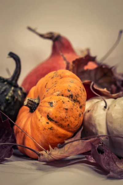 Calabazas coloridas en otoño —  Fotos de Stock