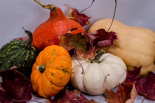 Sonbaharda renkli balkabakları