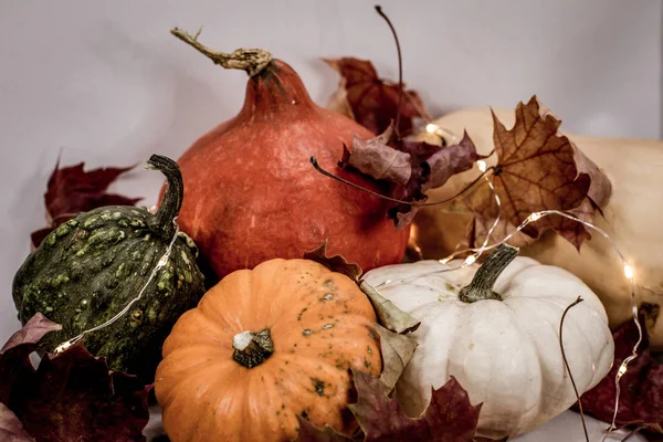 Calabazas coloridas en otoño —  Fotos de Stock