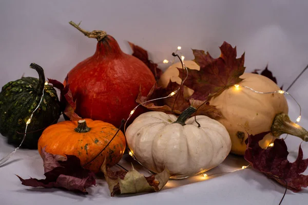 Colorful pumpkins in fall — Stock Photo, Image