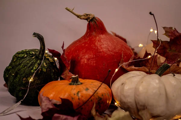 Calabazas coloridas en otoño —  Fotos de Stock