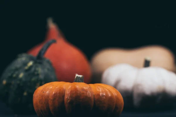 Sonbaharda renkli balkabakları