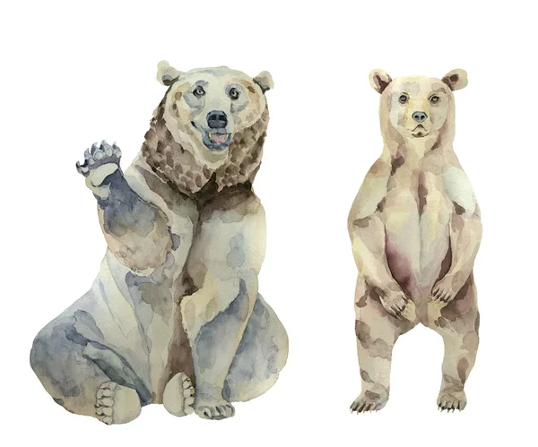 Beyaz arka planda suluboya ayılar seti