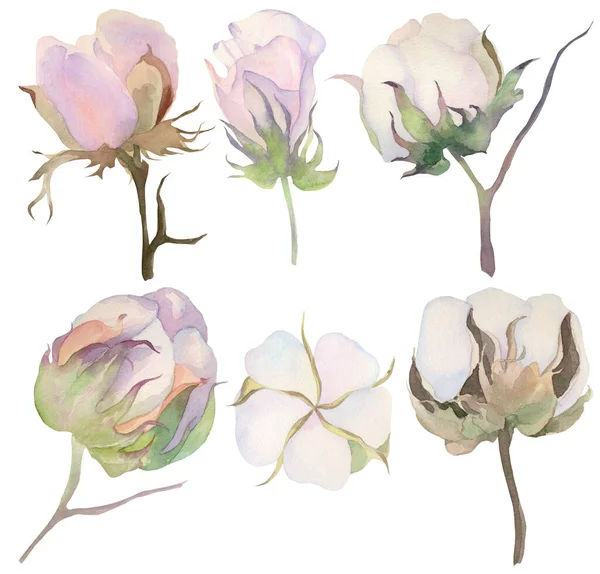 Beyaz arkaplanda suluboya pamuk seti