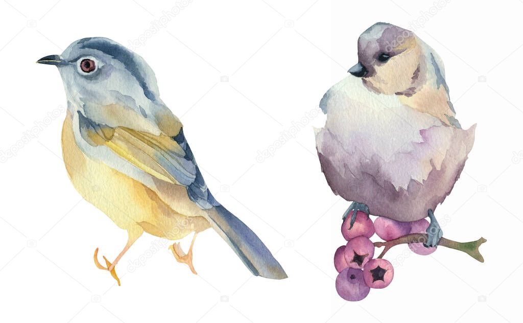 Set of watercolor forest birds