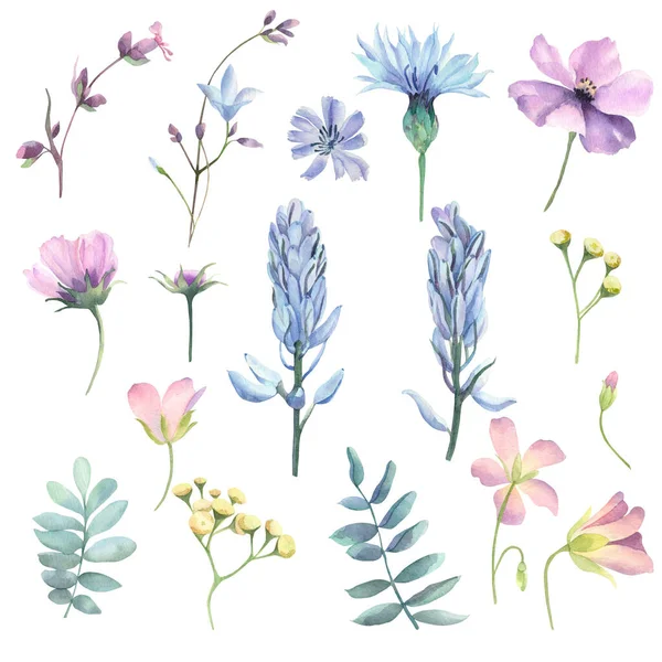 Sada Akvarelových Lučních Květin — Stock fotografie