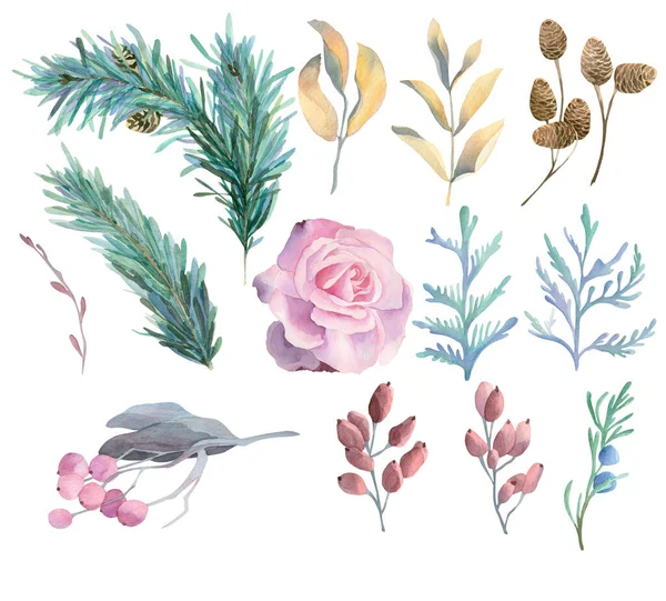 Akvarell Téli Természet Elemek Készlete Fenyő Borovi Levél Téli Rózsa — Stock Fotó