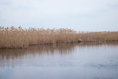 Altın reed çim bahar güneşin suya yakın.