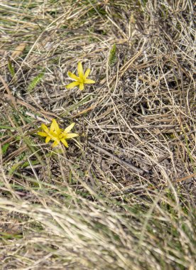 Kuru ot ormandaki küçük sarı çiçekler. Baharda ilk çiçekler.