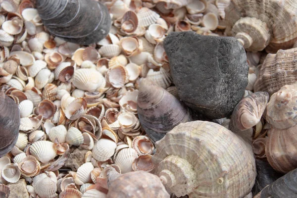 Seashells, sea shells - textures or backgrounds - various pebbles, stones and snags. — Stock Photo, Image