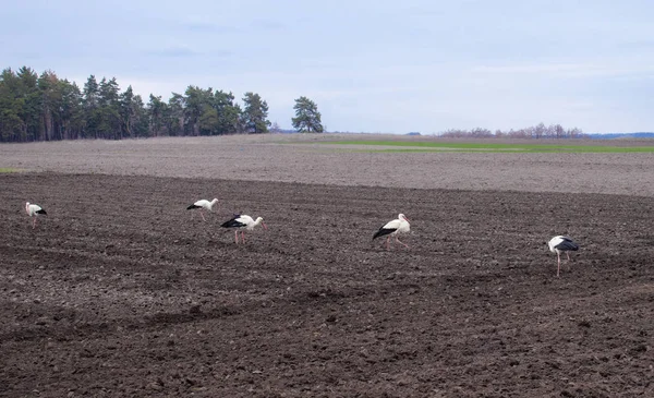 Stork på en upplöjd fältet. Fåglar letar mat på fältet. — Stockfoto