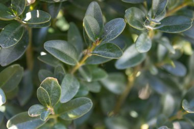 Güzel yeşil çalılar. Bush yumuşak güneş ışığı yeşil, çevre yaprağına odaklan.
