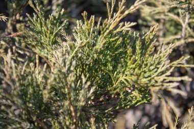 Çam dalları kapatın. Yeşil çam, dalları Mazı (bitki).