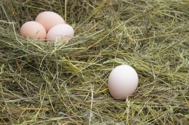 yuvada yumurta var. çiftlikte yuvada taze yumurta.