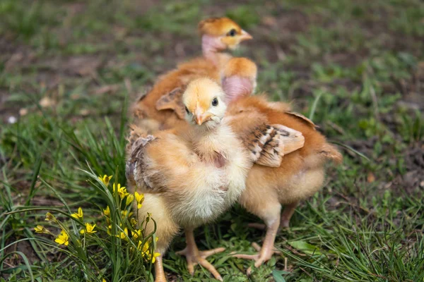 Blízká žlutá kuřata na trávě, nádherná žlutá kuřata, — Stock fotografie