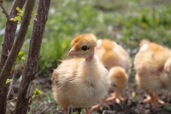Žlutá kuřata na trávě a na přírodním pozadí farmy, blízká — Stock fotografie