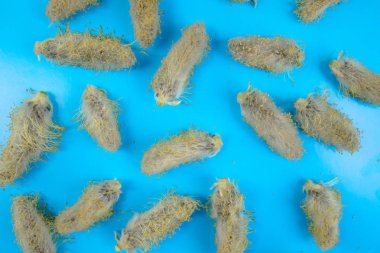 Söğüt tomurcukları mavi arka planda, söğüt tomurcuklarla arka plan.