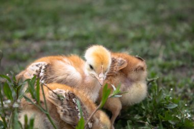 Çim üzerinde sarı tavuk ve çiftlikte doğal bir arka plan üzerinde, yakın çekim