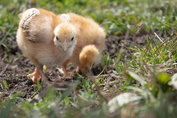 Little chicken, yellow chickens on the grass. Rearing small chickens. Poultry farming.